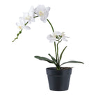 Orchid - Artificial plant, green/white H:49 cm