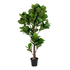 Fiddle Leaf Tree - Artificial plant, green H:190 cm