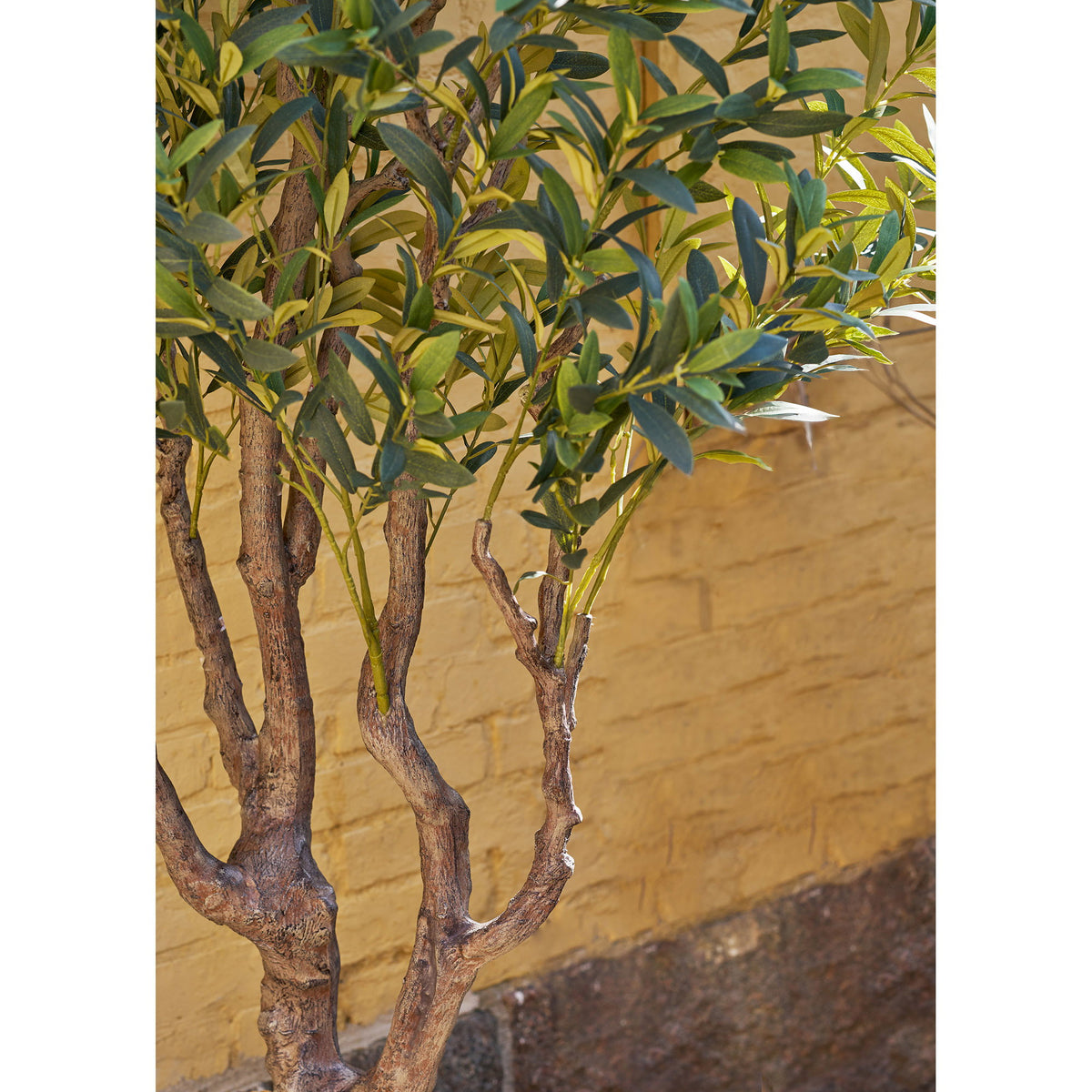 Olive Tree - Green