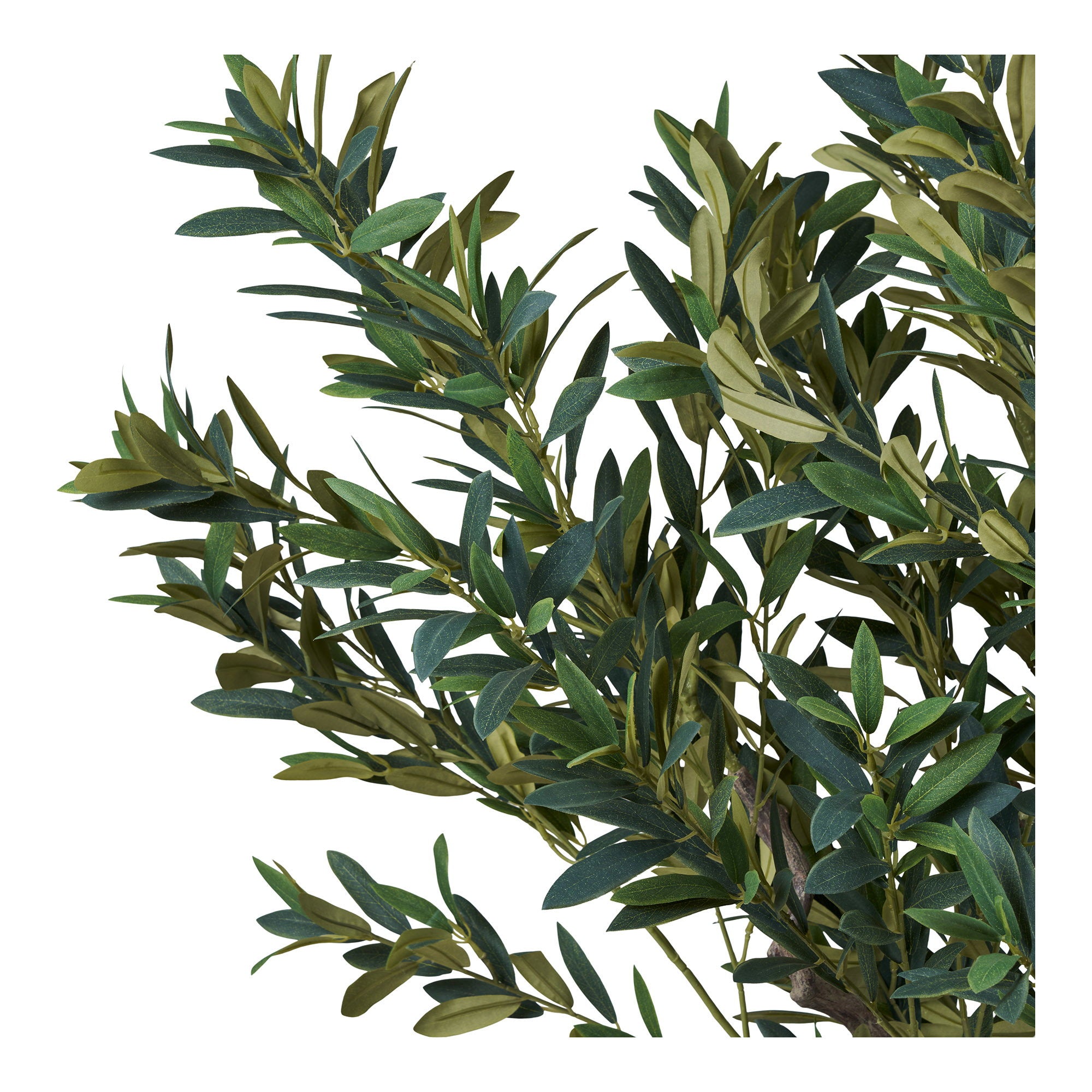 Olive Tree - Green