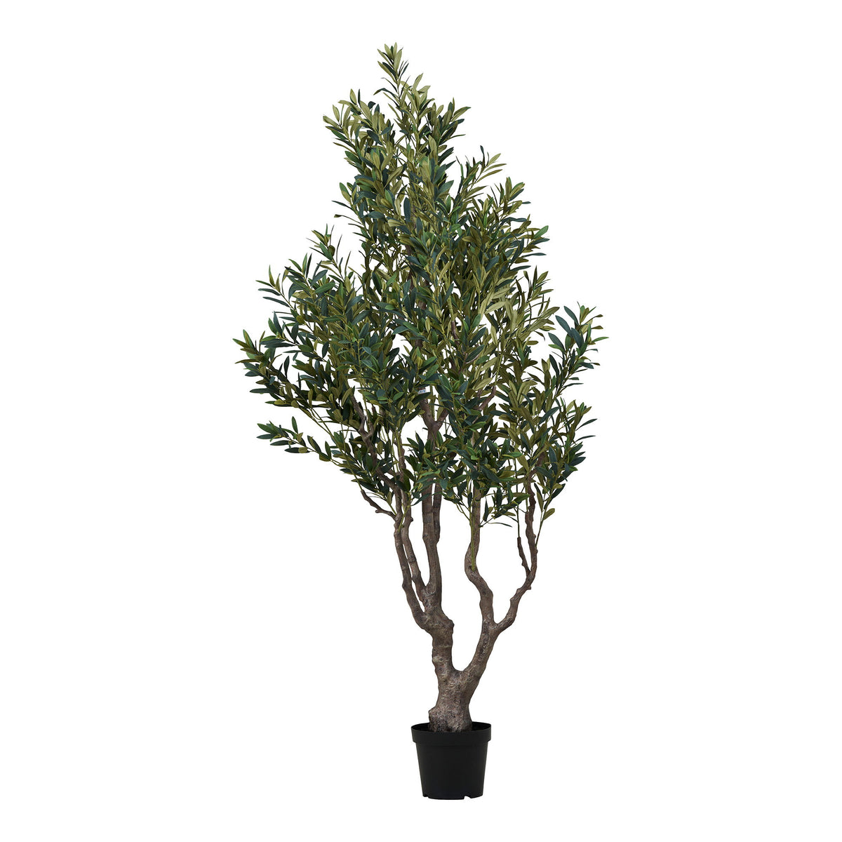 Olive Tree - Green